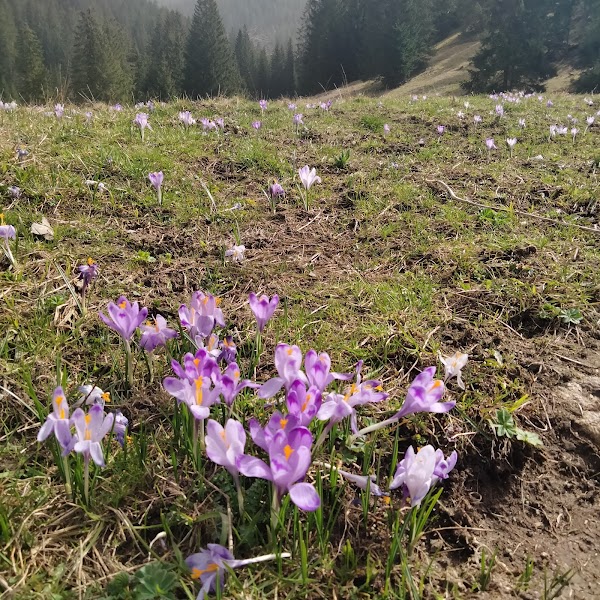 Dolina Chochołowska — foto 5